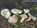 Hygrophorus penarius-amf933